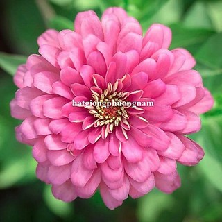 15 Hạt - Hạt Giống Hoa Cúc Lá Nhám Cắt Cành Kép Mix F1