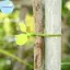 Pufangbliss 10 / 20 / 50 Dây buộc dây tự cài hình lá Nylon để hỗ trợ cây trồng làm vườn và quản lý dây linh hoạt chịu lực nặng để sử dụng trong nhà và ngoài trời VN