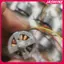 JASMINE 1 Cái 23.5mm 2S-3S 3 Pha Được Sử Dụng 1700KV Mini 1806 Micro Không Chổi Than Động Cơ Tốc Độ Cao Cho RC FPV Quadcopter Động Cơ Máy Bay JASMINE