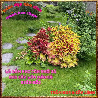 Chậu Cây Gấm LÁ ĐA TRÒN 3D Tía Tô Cảnh Sắc Màu Tươi Sáng Tuyệt Đẹp️📬 Làng Hoa Sa Đéc