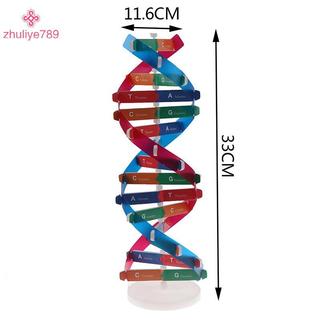 < zhuliye789 > Mô hình DNA gen người Double Helix Đồ chơi khoa học Giảng dạy Giáo dục học tập