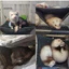 Nhà sóc đường hầm ẩn náu Không gian lớn