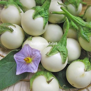 1 Gram - Hạt Giống Cà Pháo Trắng Phương Nam