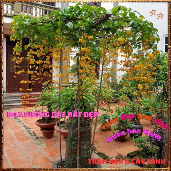 Chậu Dây Leo Lan Hoàng Dương Sắc Vàng Óng Chuỗi Ngọc Vàng Nở Quanh Năm️📣Hoa Mười Giờ Bonsai & Phụ Kiện