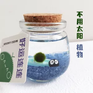 Rong Biển Bóng Sinh Thái Bình Mini Thú Cưng Thủy Canh Cây Để Bàn Trang Trí Hiếm Lạ Tiện Ích Ngày Của Giáo Viên Quà Tặng 26.3.22