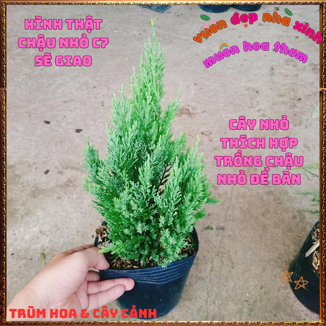 Chậu Cây Tùng Thông Trang Trí Noel Cây Phong Thủy Đại Diện Trường Thọ️📩Hoa Mười Giờ Bonsai & Phụ Kiện