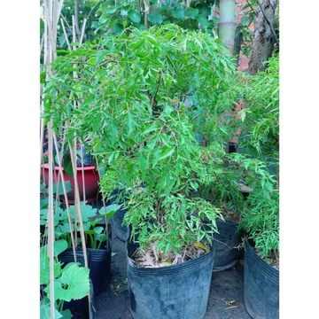 (Hỏa Tốc) Đinh Lăng Cao 80-1m (Hàng Đẹp)