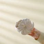 Bình gốm vỏ sò phong cách Bắc Âu Kết cấu xoắn ốc Chậu hoa Wabi Sabi Phòng khách Lối vào Sắp xếp hoa khô Tàu trang trí để trang trí nhà cửa