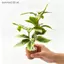 Cây trồng trong chậu nhân tạo Mini thực tế SRVN có trang trí chậu đất nung cho nhà búp bê Vườn phong cảnh cổ tích Các dự án thủ công DIY.