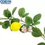 <cosyh>Artificial Lemon Vine Realistic Lemon Flowers For Home Decor Indoor Decoration
