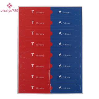 < zhuliye789 > Mô hình DNA gen người Double Helix Đồ chơi khoa học Giảng dạy Giáo dục học tập