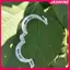 JASMINE 100 Chiếc Kẹp Cây Nhựa An Toàn Nâng Cấp Kẹp Hỗ Trợ Thực Vật Kẹp Vườn Kẹp Cho Cây Leo Núi Hỗ Trợ Kẹp Cố Định Thực Vật Kẹp JASMINE