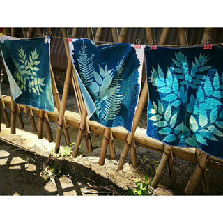 Bộ Cyanotype Kali Ferricyanide Cyanotype In DIY Kit