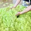 TMOY 100 Chiếc Dạ Quang Treo Tường Trong Bóng Tối Ngôi Sao Stier Cho Stiers Trang Trí Nhà TMOY