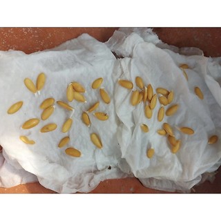 Hạt Giống Đậu rồng cao sản