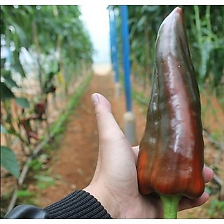 Hạt giống ớt sừng bò - gói 50 hạt