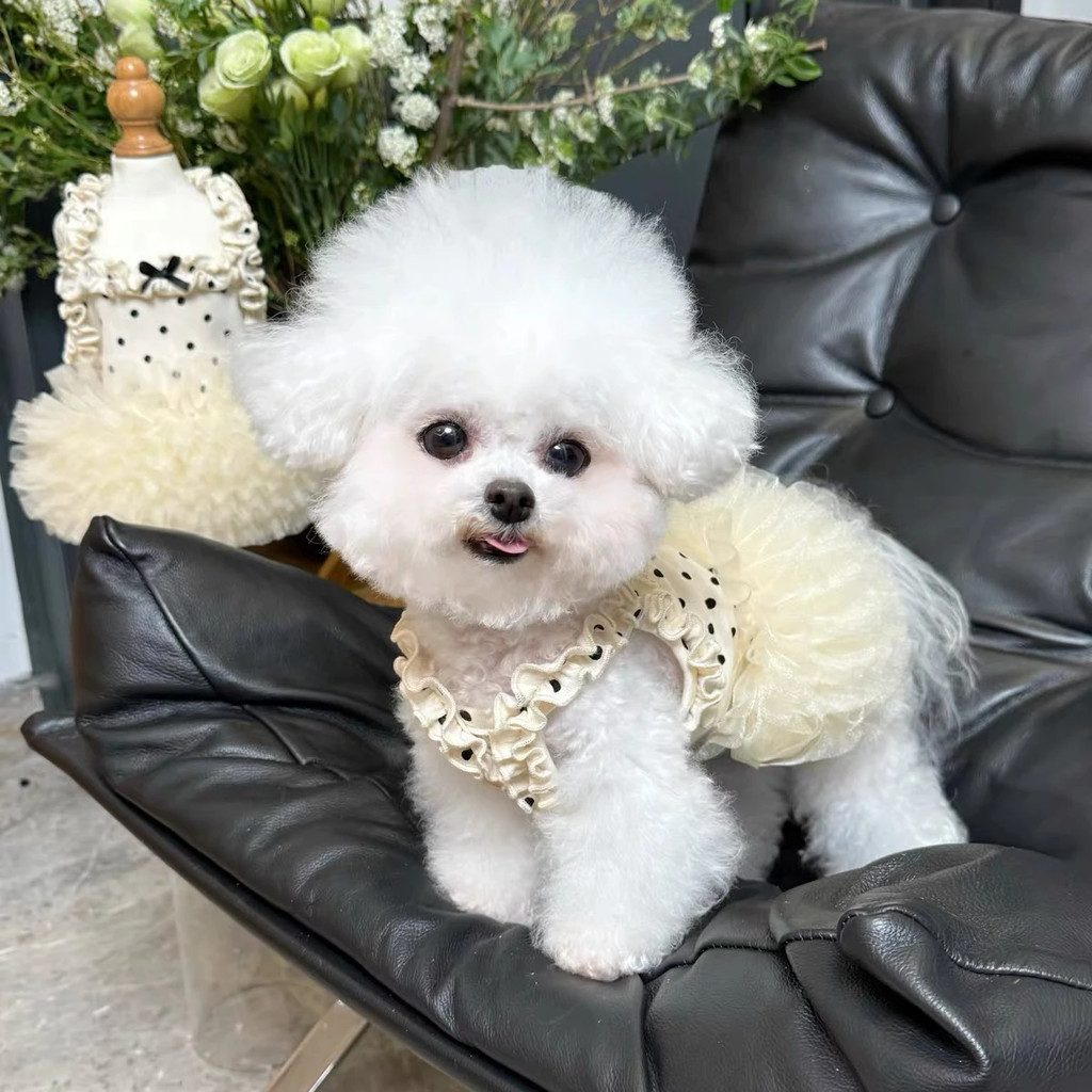 Đầm Sling Thú Cưng Thoáng Khí Mùa Hè Phong Cách Công Chúa Teddy Chó Mèo Chấm Bi Đầm Ren