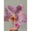 Hồng Phalaenopsis Huazi Nhấp Nháy Kim Cương Bên Kẹp Tóc Hoa Phụ Kiện Tóc Đi Biển Đầu Kỳ Nghỉ Hoa
