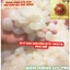 HẠT ĐÁC CHUYÊN DẺO, CĂNG, NGUYÊN HẠT THÍCH HỢP TOPPING CHÈ TRÀ TRÁI CÂY