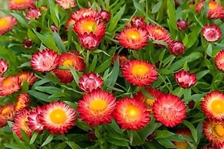 HẠT GIỐNG HOA CÚC BẤT TỬ MIX DỄ TRỒNG VÔ CÙNG ĐẸP