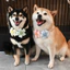 Kẹo Macaron / Thú Cưng Chó Mèo Corgi Teddy Shiba Inu Nơ Cầu Vồng Cổ Hoa Yếm Trang Sức