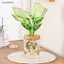 Ziyulinyuk Clear Grey Hydroponic Plastic Planter Hoa văn dương xỉ tinh tế Nắp gỗ mịn cho văn phòng tại nhà Máy tính để bàn Quà tặng trang trí VN