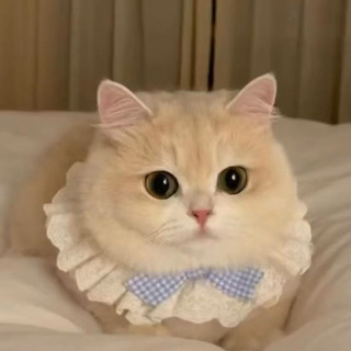 Nơ Dễ Thương Cổ Tích Mèo Nước Bọt Khăn Vòng Cổ Yếm