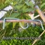 THEGIRL8B 10 Cái Dụng cụ kéo nhánh cây trái cây, Thiết bị định hình nhánh cố định hình kim loại, Dụng cụ mô hình hình hình chữ M Nhánh nặng uốn cong Dụng cụ uốn cành cây cảnh