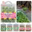 PWSSSEND Búp Bê Cỏ Mô Hình Mutlicolor Cảnh Mô Phỏng Thủ Công Bush Cân Thu Nhỏ Xây Dựng Cỏ Mate