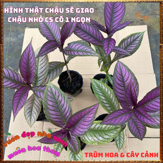 Cây lá gấm TÍM DẠ QUANG tía tô cảnh màu lạ đẹp mắt rất dễ trồng 🍕 BẢO HÀNH CÂY GIỐNG VÀ HOA CHUẨN
