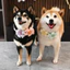 Kẹo Macaron / Thú Cưng Chó Mèo Corgi Teddy Shiba Inu Nơ Cầu Vồng Cổ Hoa Yếm Trang Sức
