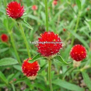 1 Gram - Hạt Giống Hoa Cúc Nút Áo (Bách Nhật) Đỏ Phương Nam