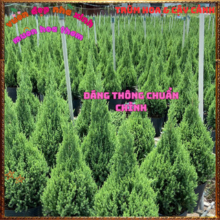 Chậu Cây Tùng Thông Trang Trí Noel Cây Phong Thủy Đại Diện Trường Thọ️📬Làng Hoa Sa Đéc