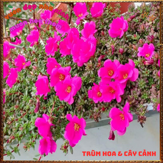 Hoa Mười Giờ Ấn Độ Xinh Xắn Siêu Dễ Trồng Nở Mỗi Ngày 🕰VƯỜN HOA CỔ TÍCH