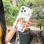 Ốp Điện Thoại Cho iPhone 17 Pro Max 16 15P IMD Craft Búp Bê Đáng Yêu Họa Tiết Cô Gái Màu Trắng Mềm TPU Chống Trầy Xước Vỏ Chống Bụi Bẩn Chống Rơi Có Dây Đeo Chống Mất Mặt Dây Chuyền