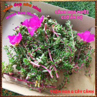 Hoa Mười Giờ Ấn Độ Siêu Phẩm Trồng Nền Ngày Nào Cũng Nở Rộn Ràng ️📜 Hoa Giống Mới Siêu Đẹp, Dễ Trồng