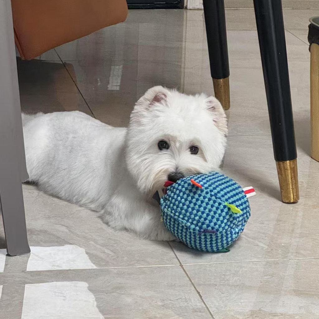 Tích hợp bóng chuông trêu chọc đồ chơi cho chó Đồ chơi chó giảm bớt sự nhàm chán Đồ chơi bóng làm sạch răng hàm Đồ chơi cho chó tiêu thụ sức mạnh thể chất Không tháo rời Nhà phổ biến cho chó nhỏ lớn Xiaohongshu