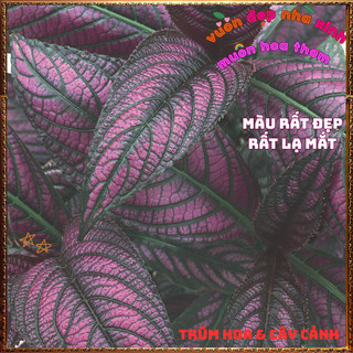 Chậu Cây Lá Gấm Tím Dạ Quang Tía Tô Cảnh Sắc Màu Mới Lạ Tuyệt Đẹp️📩 TRUNG TÂM CÂY GIỐNG VÀ HOA