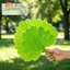 Quạt lá bạch quả thanh lịch để làm mát mùa hè - Quạt cầm tay bền bỉ & sành điệu với thiết kế nghệ thuật