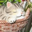 Hình mèo con hàng đầu để trưng bày sân vườn Hình còn lại bằng nhựa trong dạng giỏ treo có họa tiết giỏ Đồ trang trí ngoài trời