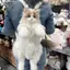 Bigapple Dễ Thương Mô Phỏng Mèo Nhà Thiết Kế Bapa Nữ Kawaii Mềm Mại Sang Trọng Hợp Thời Trang Bapa Ví Nữ Đi Học Quà Tặng Cho Bé Gái RDG