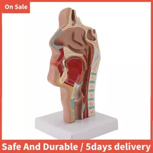 Mũi Cavity Cổ họng Mô hình Giải phẫu Con người Pharynx Larynx Mô hình dành cho sinh viên Nghiên cứu Hiển thị Giảng dạy
