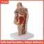 Mũi Cavity Cổ họng Mô hình Giải phẫu Con người Pharynx Larynx Mô hình dành cho sinh viên Nghiên cứu Hiển thị Giảng dạy