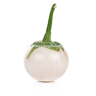 1 Gram - Hạt Giống Cà Pháo Trắng Phương Nam