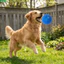 QEARY Dog Chew Ball, Bóng đồ chơi thú cưng hoạt hình có độ đàn hồi cao, Đồ chơi huấn luyện bóng nảy chống cắn bằng cao su dễ thương cho chó lớn nhỏ