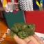 1 / 2 Chiếc Đồ Chơi Ếch cóc Vui Nhộn Giảm Căng Thẳng Đồ Chơi Prank Cho Trẻ Em Ngộ nghĩnh Meme Đảng Quà Tặng Sinh Nhật Ếch Đồ Chơi Bóp