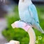 Top An Toàn Không Độc Hại Vẹt Xoay Nhai Perches Boredom Relief cho Chim