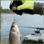 Lồng Cá Chép 10 Miếng Thép Không Gỉ Xoay Cá Chép Bẫy Lồng Cho Anglers Ngư Dân Nam Cha Chồng Hồ Sông kouvn