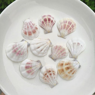 Vỏ Sò đục lỗ - Vỏ sò kim cương – Dùng làm đồ handmade, decor biển, chụp ảnh