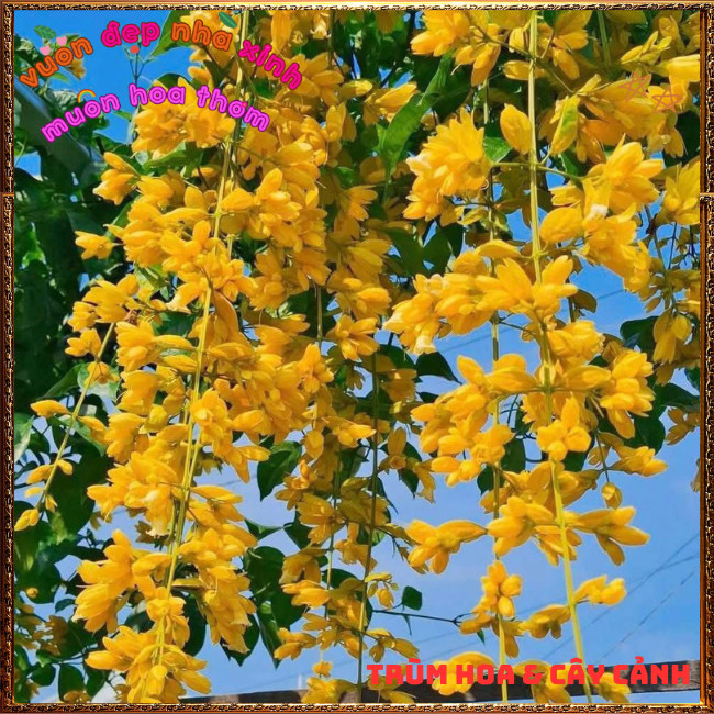 Chậu Dây Leo Lan Hoàng Dương Sắc Vàng Óng Chuỗi Ngọc Vàng Nở Quanh Năm️📣Hoa Mười Giờ Bonsai & Phụ Kiện
